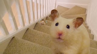 😤 HAMSTER VS STAIRS 💪💦 [upl. by Norwood643]