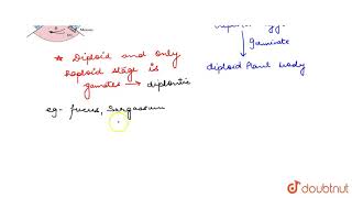 DIPLONTIC LIFE CYCLE [upl. by Michail]