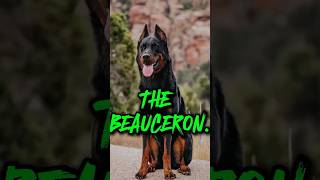 THE BEAUCERON [upl. by Magbie172]