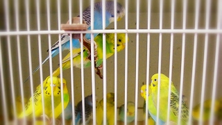 Budgie  Parakeet Sounds  Singing flock in Pet Store [upl. by Linus992]