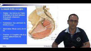 Anatomie Chirurgicale du périnée [upl. by Moyers480]