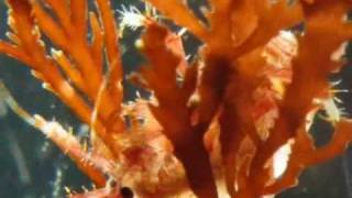 Upclose and Personal with Amphipods on Antarctic Macroalgae [upl. by Burrton558]