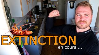 CAFARDS  Invasion extrême dans un appartement HLM  épisode 34 [upl. by Ibmab]