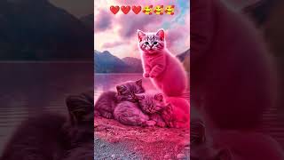 Kitten Reflections in Pink 🤩❤️❤️🥰🥰 song cat cavalier music love cavalierlove dog cute 🥰🥰🥰 [upl. by Dahsra]