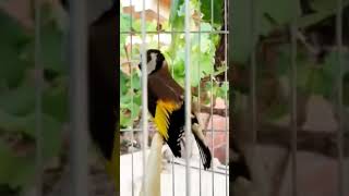 طائر الحسونGoldfinch Chardonneret Jilguero Pintassilgo Saka kuşu Cardellino saka kanarienv [upl. by Saleem373]