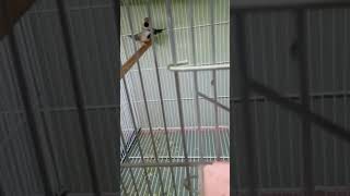 Shaft tail Finch shortsvideo [upl. by Ziza]