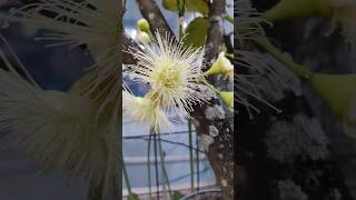 Rooftop gardens white apple whiteapple garden rooftopgarden jamrul mistijamrul fruits [upl. by Znerol]