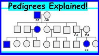 How to Read Pedigrees Modes of Inheritance [upl. by Arel]