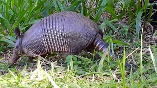 TATUGALINHA DASYPUS NOVEMCINCTUS NINEBANDED ARMADILLO TATUVERDADEIRO TATUDEFOLHA TATUETÊ [upl. by Emmalynne540]