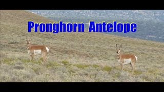 Pronghorn Antelope Facts and Footage  Antilocapra americana [upl. by Yortal838]