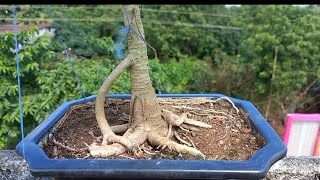 How to defoliate banyan tree bonsaibonsaitree banyantree bonsai [upl. by Ahtrim]