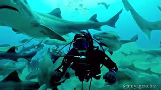 Shocking Experience Shark Diving [upl. by Aikyt326]