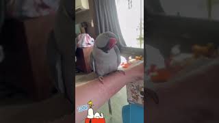 Good morning from a good baby 🐦❤️ parrot birds shorts cute talkingparrot trending fyp bird [upl. by Edaw]