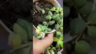 Repotting string of pearls’ variegated’ gardeningaesthetics succulentcare repottingsucculents [upl. by Handel]