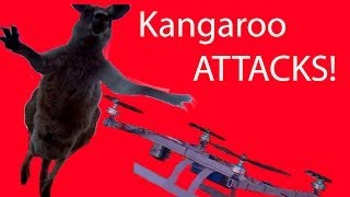 Kangaroo attacks and destroys helicopter [upl. by Ecinaej]