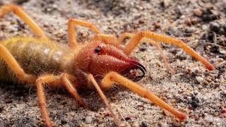 How big do camel spiders get Why are they called camel spiders Where do camel spiders live [upl. by Gustafson]