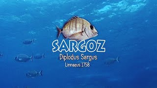 SARGOZ  Diplodus sargus Linnaeus 1758 by SAKİUĞURLU [upl. by Ennoryt]