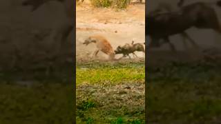 Hyenas vs wild dogs 😇 🤫 l Amirameen5073 l [upl. by Francklin]