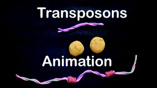 Transposons  cut paste transposons [upl. by Emaj]