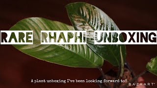 RARE RHAPHIDOPHORA UNBOXING [upl. by Ttelrahc672]