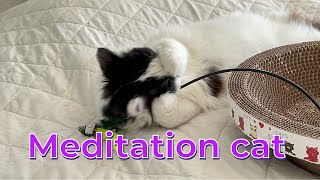 Meditation cat [upl. by Hamner357]