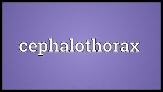 Cephalothorax Meaning [upl. by Clive971]