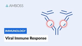 Immune Response to Viruses How the Body Reacts [upl. by Touber]