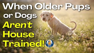 Why Your Older Puppy Or Dog Is Not House Trained And What To Do About It 254 podcast [upl. by Henriha]