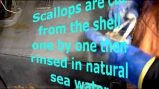 Sea Scallops what are they where do they come from [upl. by Malcolm]