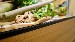 NEW CORN SNAKE SETUPS [upl. by Imoian]