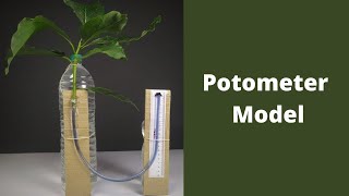 Potometer Model  ThinkTac  DIY Science [upl. by Arabrab996]