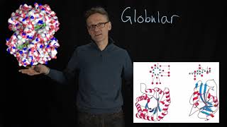 Lecture 07 concept 09 Globular proteins are soluble in water [upl. by Eita]