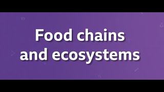 Food Chains BBC BITESIZE KS3 BIOLOGY [upl. by Vange860]