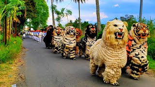 Asmr Lion dance and drumband parade in the village of mengok [upl. by Llenrac]