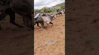 Lakshya  dheera vs Sahukara subscribe viralshorts shorts villagecreatingbulls [upl. by Legge736]