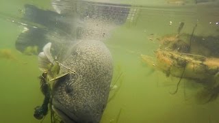 Murray Cod Fishing  Bywondah Retreat  NSW [upl. by Agrippina712]