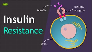 Insulin Resistance  Basics and Mechanism  Basic Science Series [upl. by Vogele482]