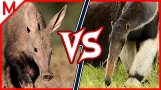 36💥Aardvark vs Giant Anteater  Panda vs Spectacled Bear winner [upl. by Merceer993]