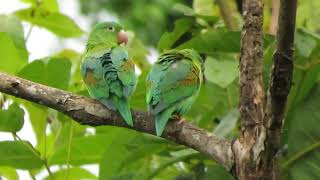 Orangechinned Parakeets Brotogeris jugularis [upl. by Leeke]