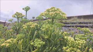 Zeevenkel Crithmum maritimum  20170724 [upl. by Eicrad]