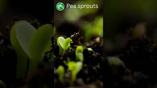 Growing plants timelapse Pea sprout germination [upl. by Conlen]