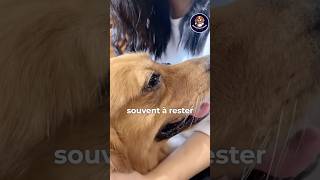 Les gestes qu’un chien en fon de vie fait chien dressersonchien animaux [upl. by Anaoy]