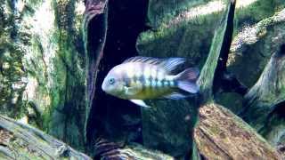 美洲中小型魚混泳水槽 American Cichlids amp Characins Tank 2 [upl. by Lundquist]