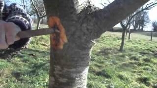 How to get rid of fruit tree canker [upl. by Imij]