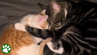 Persistent kitten befriends grieving older cat [upl. by Aiciruam]