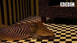 Can Cuttlefish camouflage in a living room  Richard Hammonds Miracles of Nature  BBC [upl. by Valdis]