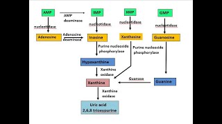 Catabolism purines Nucleotide 5 [upl. by Tchao]