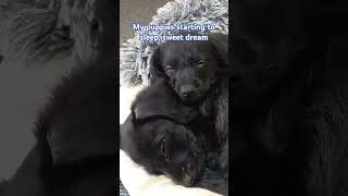 My puppies starting to sleep sweet dream 🐕🐶 dog puppy sleepmusic sleep [upl. by Ahsitahs37]