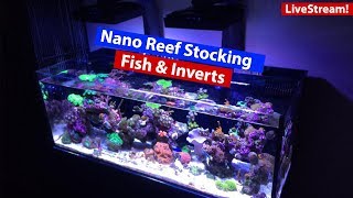 Nano Reef fish and Invert selection  Top fish for nano tanks [upl. by Bluefarb817]