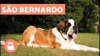 São Bernardo  Cachorro GIGANTE [upl. by Yellac476]